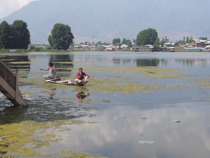 Fishing in the reeds.